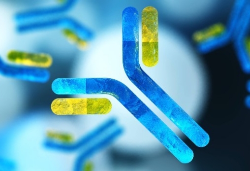 Antibody Drug Conjugates