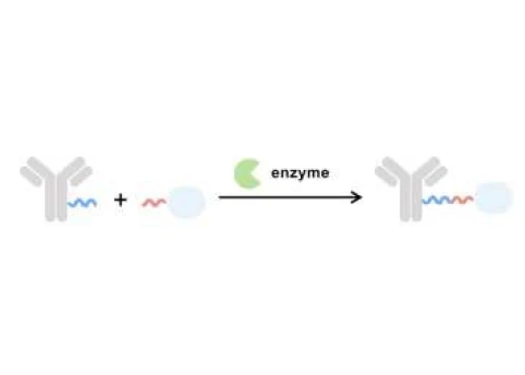 Enzymatic Conjugation