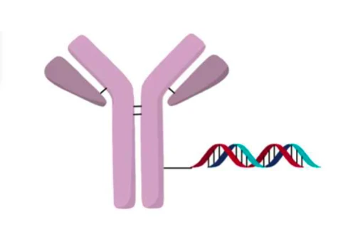 Oligonucleotide Conjugates