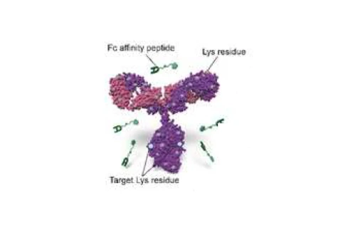 Affinity Peptide Conjugations