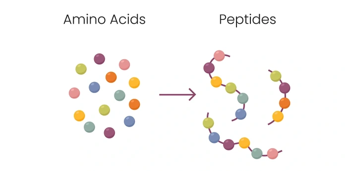 Illustration showing amino acids linking together to form peptide chains