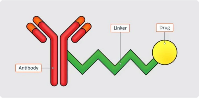 Illustration showing the structure of an antibody-drug conjugate with antibody, linker, and drug components labeled
