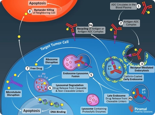Detailed infographic showing the mechanism of antibody-drug conjugates (ADCs) targeting tumor cells through receptor-mediated endocytosis and apoptosis induction