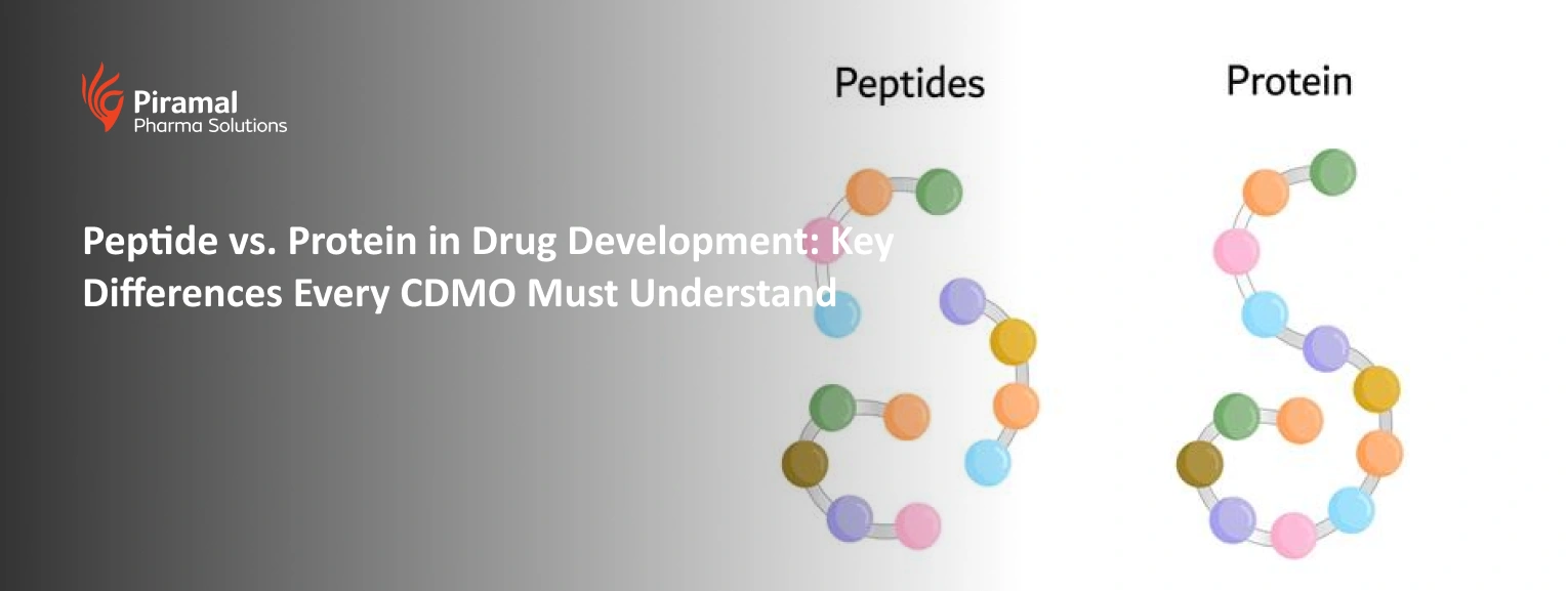 Comparison of peptide and protein molecules in drug development highlighting key differences important for CDMO pharmaceutical manufacturing