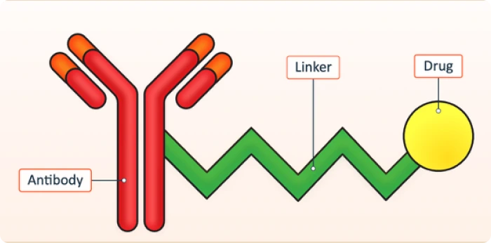 antibody-drug conjugates