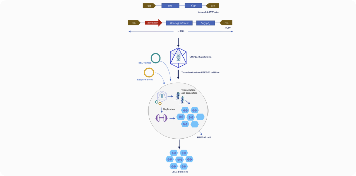 Triple-transfection strategy image
