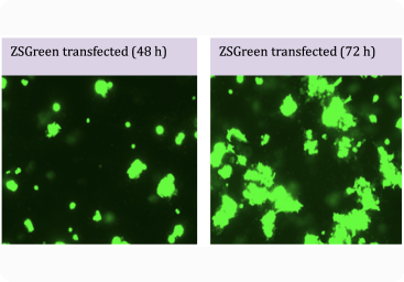 gene delivery