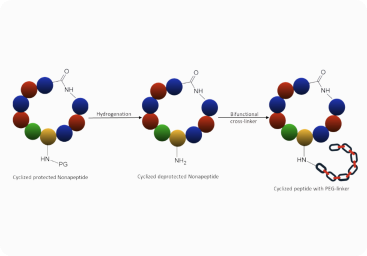 crude cyclic peptide image