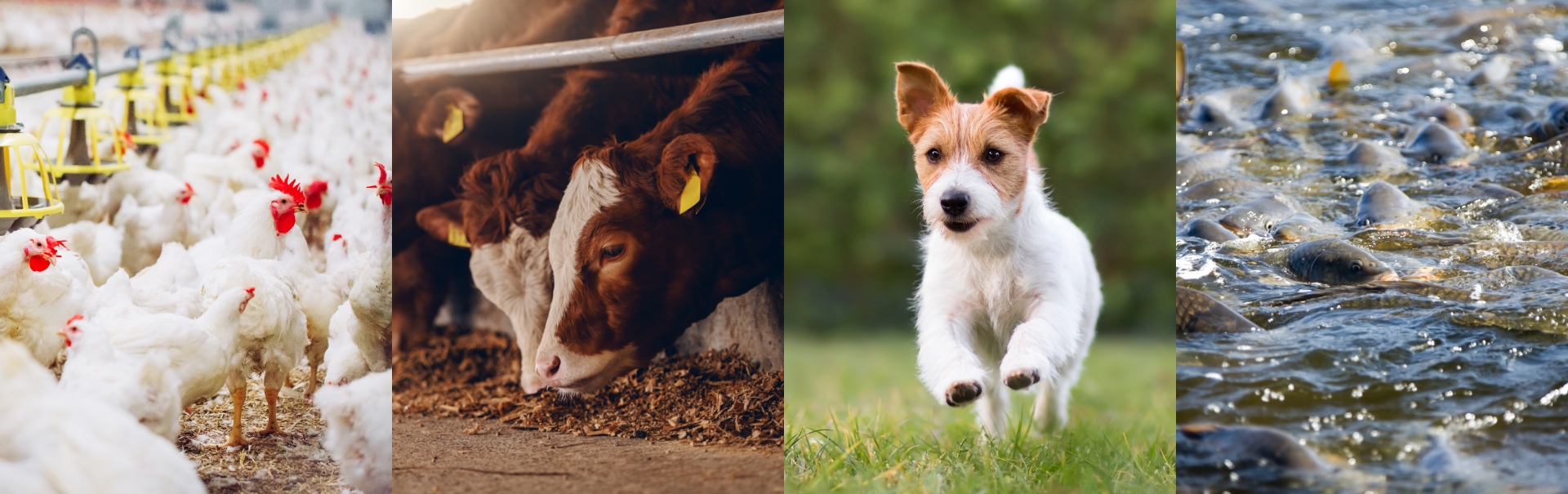 Animal Nutrition & Health