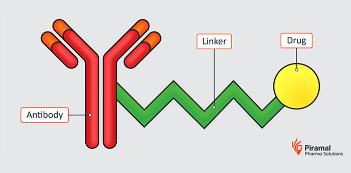 Antibody & Linker